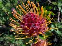 Leucospermum Scarlet Ribbon, pincushion flower, large flower, Strybing Arboretum, Golden Gate Park, San Francisco, California