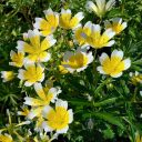 Tidy Tips, Layia platyglossa, yellow and white flowers, California native species, Strybing Arboretum, Golden Gate Park, San Francisco, California