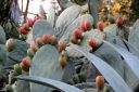 Prickly Pear cactus with lots of fruit, Opuntia, Succulent Garden, Strybing Arboretum, Golden Gate Park, San Francisco, California