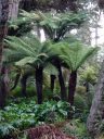 Tree Fern Dell, multiple tree ferns, Strybing Arboretum, Golden Gate Park, San Francisco, California