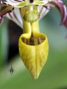 Paphiopedilum orchid, Paph, Lady Slipper, close up of flower lip, labellum, pouch, Pacific Orchid Expo 2019, Golden Gate Park, San Francisco, California