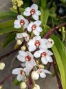 Sarcochilus hartmanii, Large Boulder Orchid, Cliff Orchid, orchid species flowers, grown outdoors in Pacifica, California