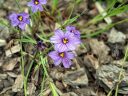 Sisyrinchium 'Quaint and Queer', Blue Eyed Grass, grown outdoors in Pacifica, California