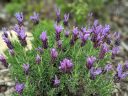 Spanish lavender, Lavandula stoechas, grown outdoors in Pacifica, California