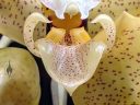 Stanhopea orchid flower, close up of flower lip, labellum, Glasshouse, RHS Garden Wisley, Woking, Surrey, UK