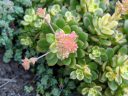 Variegated succulent with flower buds, grown outdoors in Pacifica, California