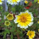 Tidy Tips, Layia platyglossa, yellow and white flowers, grown outdoors in Pacifica, California