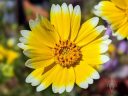 Tidy Tips, Layia platyglossa, yellow and white flowers, grown outdoors in Pacifica, California