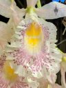 Trichopilia suavis, orchid species flower, close up of flower lip, labellum, Pacific Orchid Expo 2020, Golden Gate Park, San Francisco, California