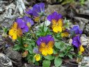 Viola plant with flowers, pansy, grown outdoors in Pacifica, California