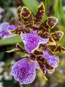 Zygopetalum BG White 'Stonehurst', Zygo, orchid hybrid flowers, fragrant flowers, grown outdoors in Pacifica, California