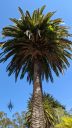 Canary Island Date Palm, tall palm tree, looking up at palm tree, view from below palm tree, growing outdoors in Pacifica, California