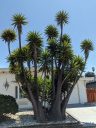 Canary Islands Dragon Tree, Dracaena draco, Drago, growing outdoors in Pacifica, California