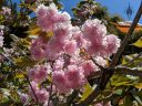 Cherry Tree flowers, pink flowers, growing outdoors in Pacifica, California