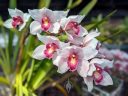 Cymbidium hybrid orchid flowers, growing outdoors in Pacifica, California