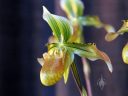 Paphiopedilum appletonianum, Paphiopedilum flower, Lady Slipper, Paph, orchid species, Pacific Orchid Expo 2012, San Francisco, California