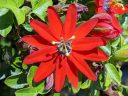 Bright red passionflower, growing outdoors in Pacifica, California
