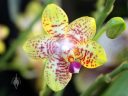 Phalaenopsis Orchid World 'Bonnie Vasquez' AM/AOS, Phal, Moth Orchid flower and bud, Pacific Orchid Expo 2016, San Francisco, California