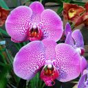 Phalaenopsis hybrid, Phal, Moth Orchid flowers, Pacific Orchid Expo 2017, San Francisco, California