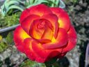 Red and yellow rose, growing outdoors in Pacifica, California