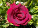 Red rose, growing outdoors in Pacifica, California