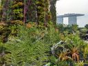 Large blooming Vanda orchids growing at base of a Supertree, bromeliads, vertical gardens, lush green tropical growth, Marina Bay Sands Hotel in background, City in a Garden, Gardens by the Bay Nature Park, Singapore