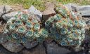 Succulents growing in rocks, growing outdoors in Pacifica, California