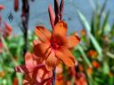 Watsonia flower, growing outdoors in Pacifica, California