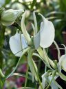 Angraecum eburneum, orchid species flower, Angraecoid, white fragrant flower, Princess of Wales Conservatory, Royal Botanic Gardens Kew, London, UK
