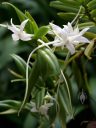 Angraecum florulentum, orchid species flowers and leaves, Angraecoid, white fragrant flowers with long nectar spurs, grown indoors in San Francisco, California
