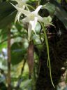 Angraecum sesquipedale, Darwin's Orchid, Christmas Orchid, Star of Bethlehem Orchid, white orchid species flower, Angraecoid, fragrant flowers, Hawaii Tropical Botanical Garden, Papaikou, Hawaii Island, Big Island