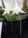 Angraecum sesquipedale, Darwin's Orchid, Christmas Orchid, Star of Bethlehem Orchid, white orchid species flowers with long nectar spurs, Angraecoid, fragrant flowers, Pacific Orchid Expo 2016, San Francisco, California