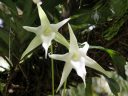 Angraecum sesquipedale, Darwin's Orchid, Christmas Orchid, Star of Bethlehem Orchid, white orchid species flowers, Angraecoid, fragrant flowers, Hawaii Tropical Botanical Garden, Papaikou, Hawaii Island, Big Island