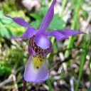 Calypso bulbosa, Fairy Slipper flower, North American native orchid species, miniature orchid, growing wild in Southwestern Colorado