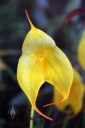 Masdevallia MacInnes Golden Heart 'Isis', orchid hybrid flower, yellow flower, pleurothallid, Pacific Orchid Expo 2017, San Francisco, California