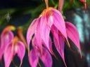 Masdevallia rosea, orchid species flowers, pink and orange flowers, Pacific Orchid Expo 2016, San Francisco, California