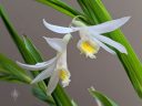Thunia alba, orchid species flowers and leaves, white and yellow flowers, grown indoors/outdoors in Pacifica, California