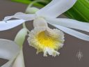 Thunia alba, orchid species flower, white and yellow flower, grown indoors/outdoors in Pacifica, California