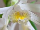 Thunia alba, orchid species flower, white and yellow flower, close up of flower lip, grown indoors/outdoors in Pacifica, California