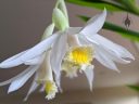 Thunia alba, orchid species flowers, white and yellow flowers, grown indoors/outdoors in Pacifica, California