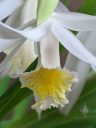 Thunia alba, orchid species flower, white and yellow flower hanging down, grown indoors/outdoors in Pacifica, California