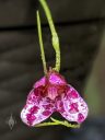 Masdevallia chaparensis, orchid species flower with water drops, pleurothallid, grown outdoors in Pacifica, California