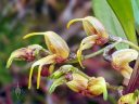 Masdevallia polysticta, orchid species flowers, pleurothallid, miniature orchid, grown outdoors in Pacifica, California