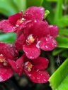 Sarcochilus Kulnura Spice x Fairy, orchid hybrid flowers, red flowers with water drops, miniature orchid, Australian orchid, grown outdoors in Pacifica, California