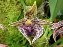 Bulbophyllum lobbii type Phillipines, orchid species flower, Pacific Orchid Expo 2020, Golden Gate Park, San Francisco, California