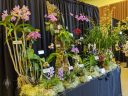Orchid display, Pacific Orchid Expo 2020, Golden Gate Park, San Francisco, California