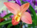 Phragmipedium Peruflora's Spirit, Lady Slipper orchid flower, Phrag hybrid, Pacific Orchid Expo 2020, Golden Gate Park, San Francisco, California