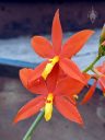 Prosthechea vitellina, AKA Encyclia vitellina, orchid species flowers, bright orange and yellow flowers, grown outdoors in Pacifica, California