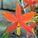 Prosthechea vitellina, AKA Encyclia vitellina, orchid species flower, bright orange and yellow flower, grown outdoors in Pacifica, California