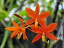 Prosthechea vitellina, AKA Encyclia vitellina, orchid species flowers, bright orange and yellow flowers, grown outdoors in Pacifica, California